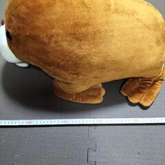 特大セイウチさんの画像