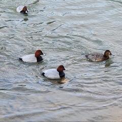 東員町 野鳥のさえずりウォーキング