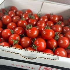 人気No. 1🍅麗３箱入荷しました！✨