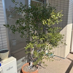 オリーブの木