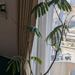 エバーフレッシュ160センチ以上！