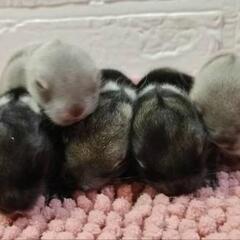 赤ちゃんうさぎ