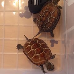 銭亀2匹　ガメラとゴジラの里親様決まりました