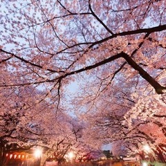 花見の場所を貸します