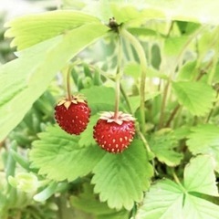 ワイルドストロベリー鉢植え要りませんか？