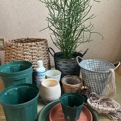 ガーデニンググッズ　観葉植物
