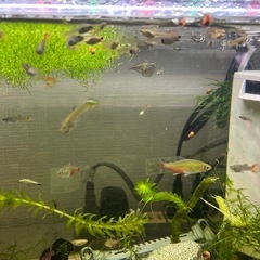 熱帯魚　グッピーの稚魚　10匹500円