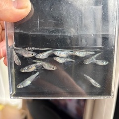 メダカ　ネプチューン画像の子全部。の画像