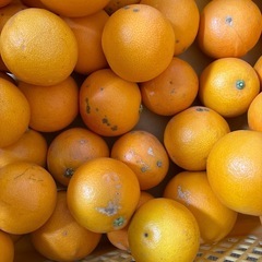 今治市発　格外品タロッコ　5㎏