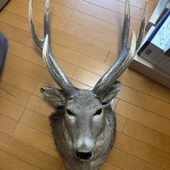 シカの剥製