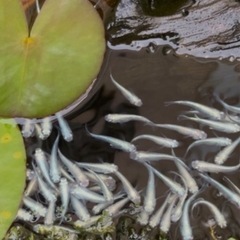みゆきメダカ10匹（20〜30mmほど） 幹之メダカ
