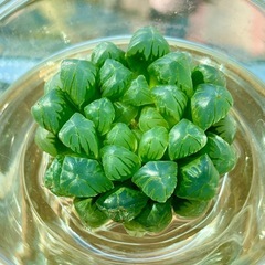 ハオルチア　オブツーサ　多肉植物
　