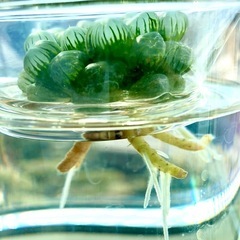 ハオルチア　オブツーサ　多肉植物
　の画像