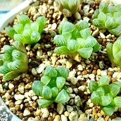ハオルチア　オブツーサ　多肉植物