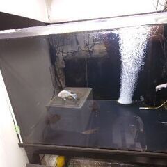 2面黒　アクリル水槽　90cm奥75の画像