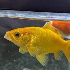 金魚 コメット 2匹の画像