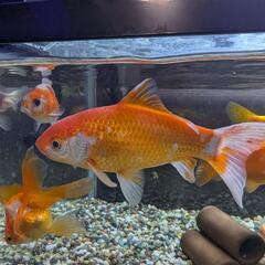 金魚 コメット 2匹の画像
