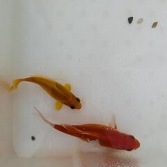 金魚 コメット 2匹の画像