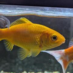 金魚 コメット 2匹の画像