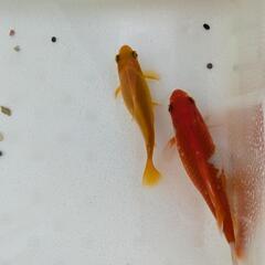 金魚 コメット 2匹