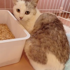 🌸🐈グレー白多め🐈🌸トライアル決定