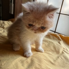 譲渡決定🙇‍♀️クリーム＆ホワイトの天使⭐️子猫３ヶ月