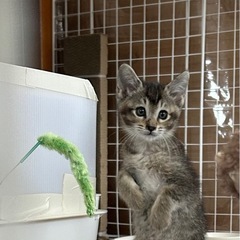 新しいお家が見つかりました　子猫　キジメスちゃん　2ヶ月