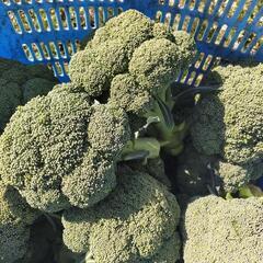 訳ありブロッコリー（特大）　1個