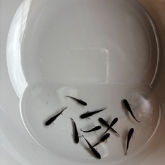 〜お値下げ中〜メダカ　オランジェ幼魚11匹
