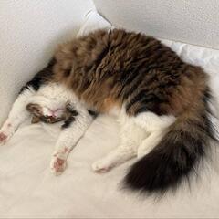 （決まりました）長毛ノルウェージャン系♂大きめ猫