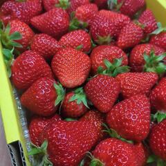 完熟いちご^^採れたて新鮮の画像