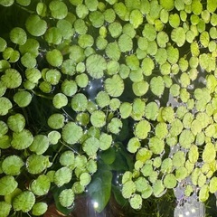 水草２０本
