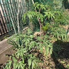 ヒュウガトウキ　日本山人参の苗②の画像