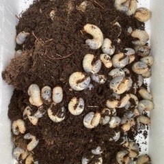 【三田 宝塚】カブトムシ　幼虫　 10匹1000円〜