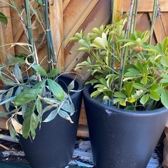 植木鉢 2点
