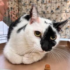 個性的なお顔の模様がチャームポイント　　モモちゃん