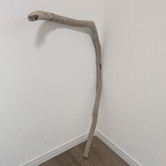 処理済み流木