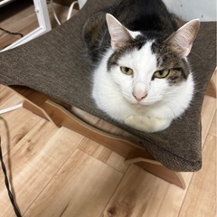 里親募集してます