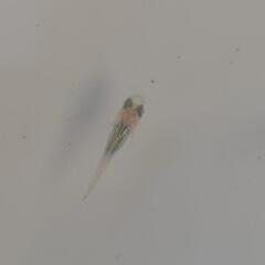 深海メダカの画像