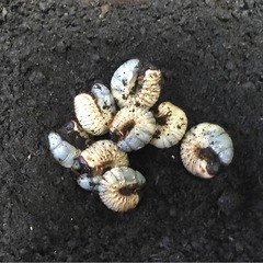 カブトムシ　幼虫 ２匹　　