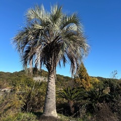 特価大型ココスヤシ🌴
シンボルツリーにいかがですか？