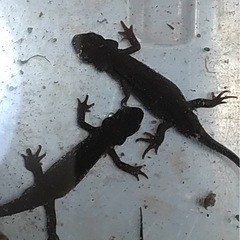 アカハライモリ