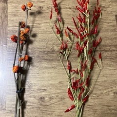 トウガラシの枝