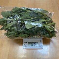 【規格外】　野菜　ほうれん草を限定でお譲りします