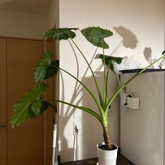 観葉植物クワズイモ　早期購入！2日間限定価格！木曜日には3000...