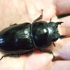 福岡県産オオクワガタ ♀51.8ミリの画像