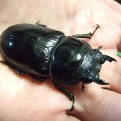 福岡県産オオクワガタ ♀51.8ミリの画像