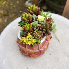 多肉植物🚗寄せ植