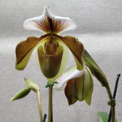 パフィオペディルム(4本立ち)の画像
