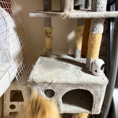 キャットタワーの画像